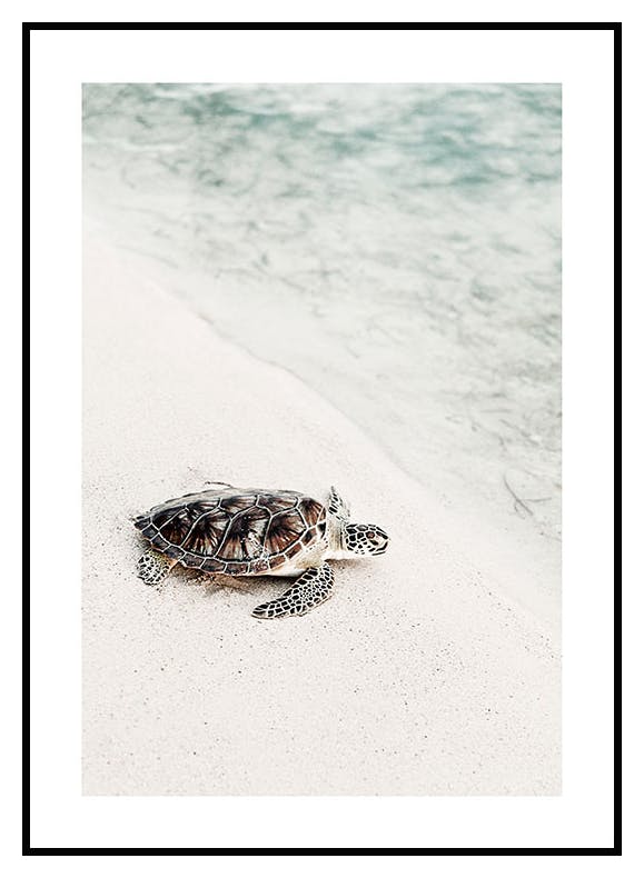 Kilpikonna Rannalla Juliste (50x70 cm) - Poster Store