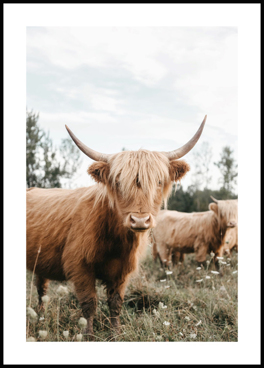 Poster - Highlander écossais - Vache - Animaux - Nature - Industriel -  Poster photo 