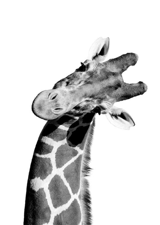 Poster portretul girafei 0