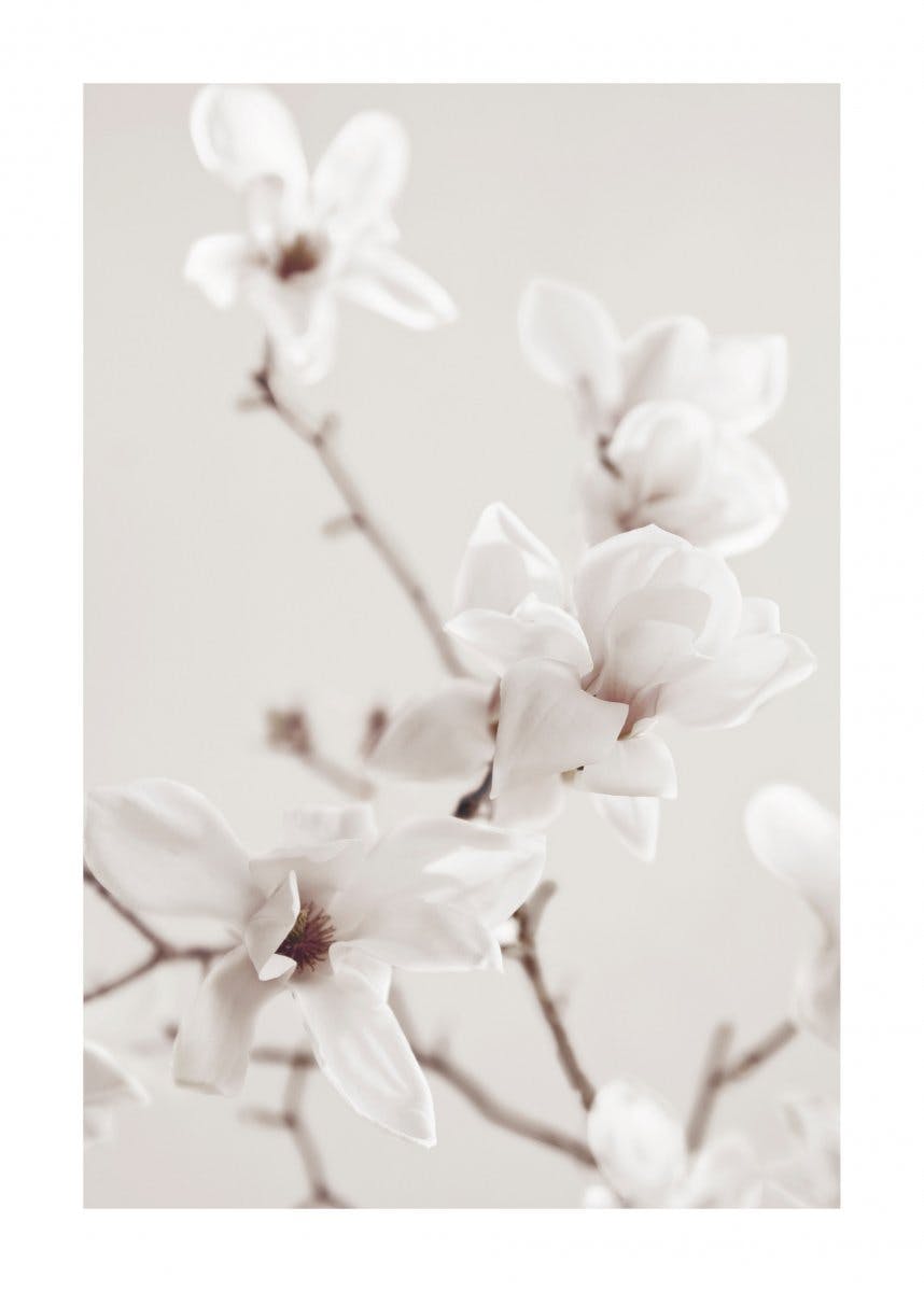 Bílá větvička magnolie Plakát 0