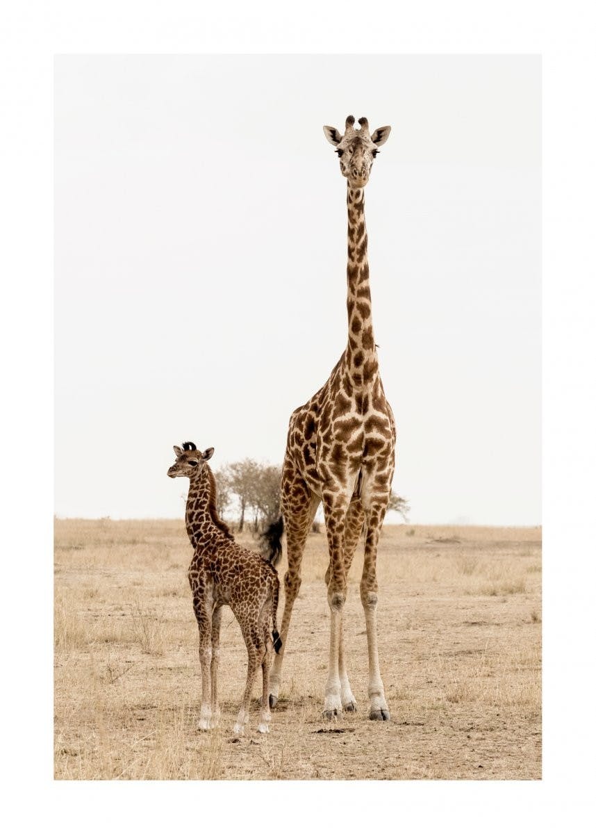 Giraffe Poster 0