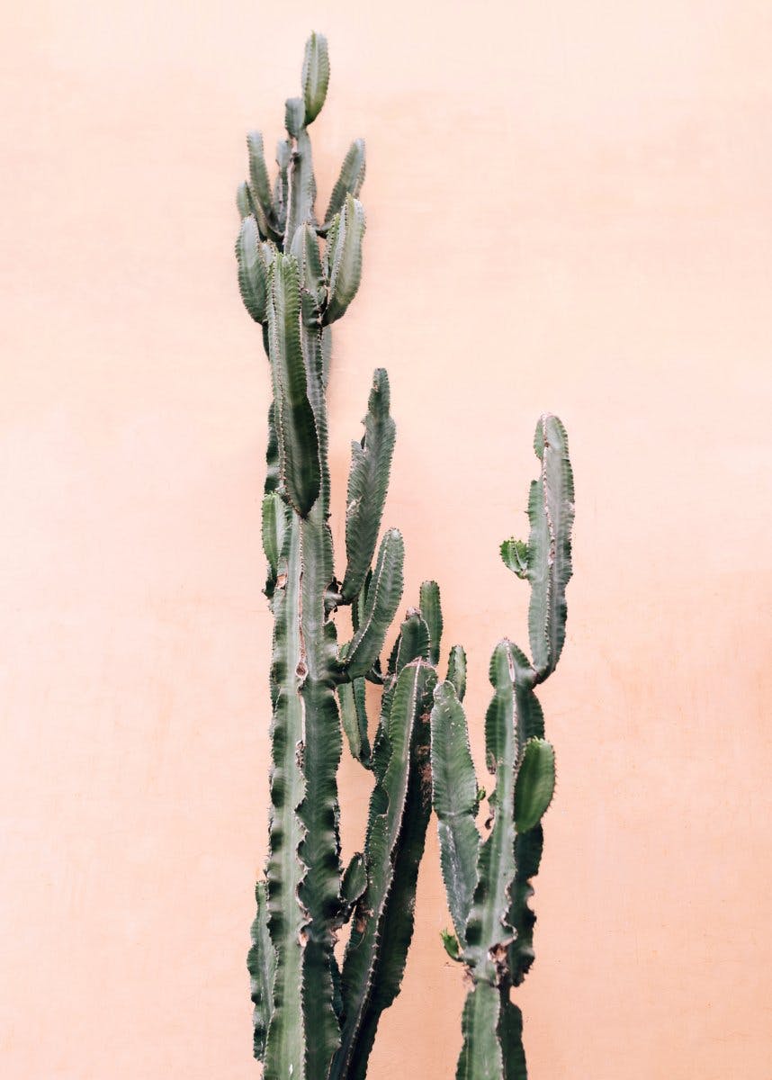 Kaktus v růžovém Plakát 0