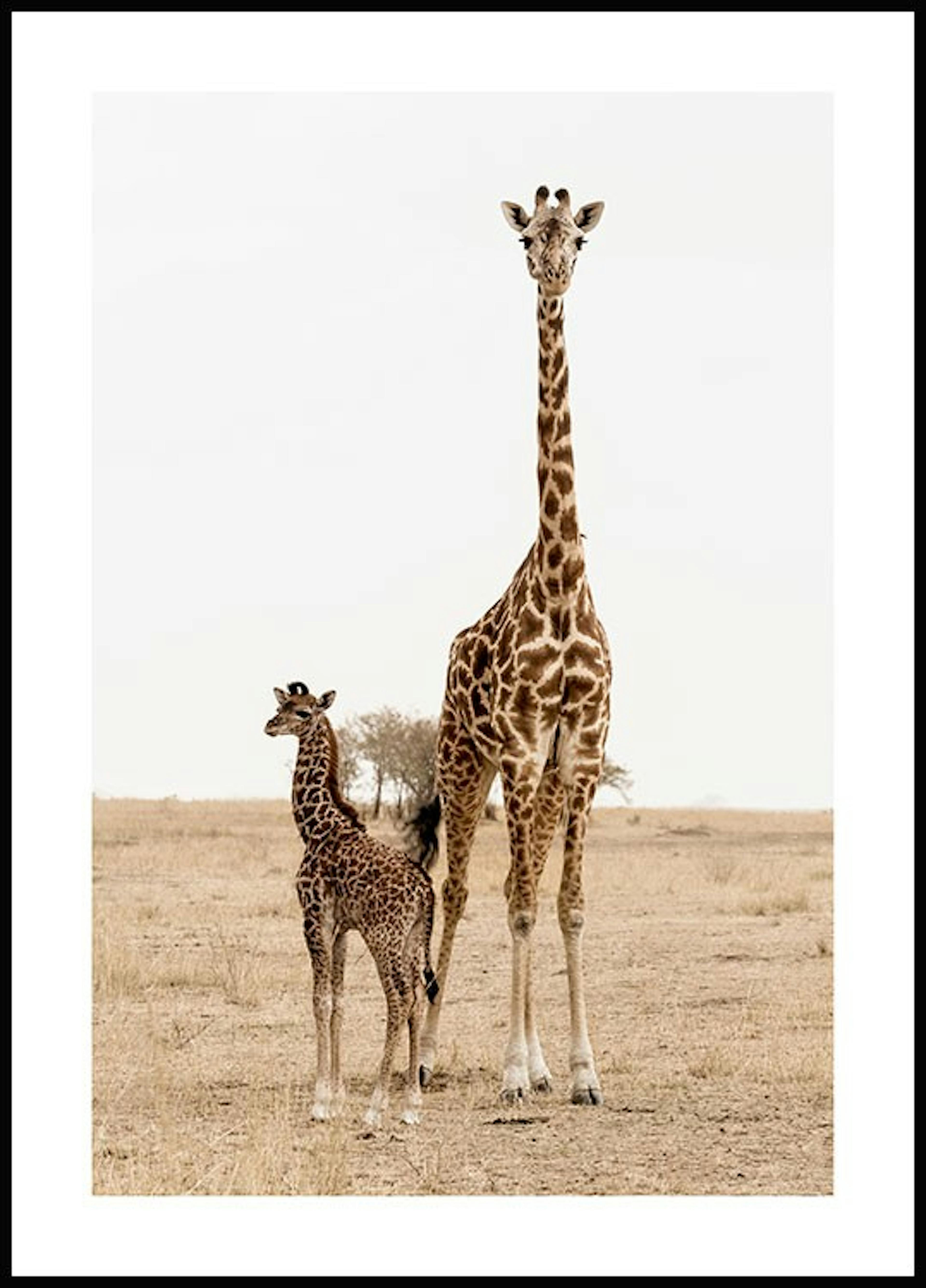 Giraffes Poster 0
