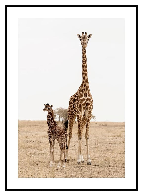 Giraffes Poster (21x30 cm) - Poster Store