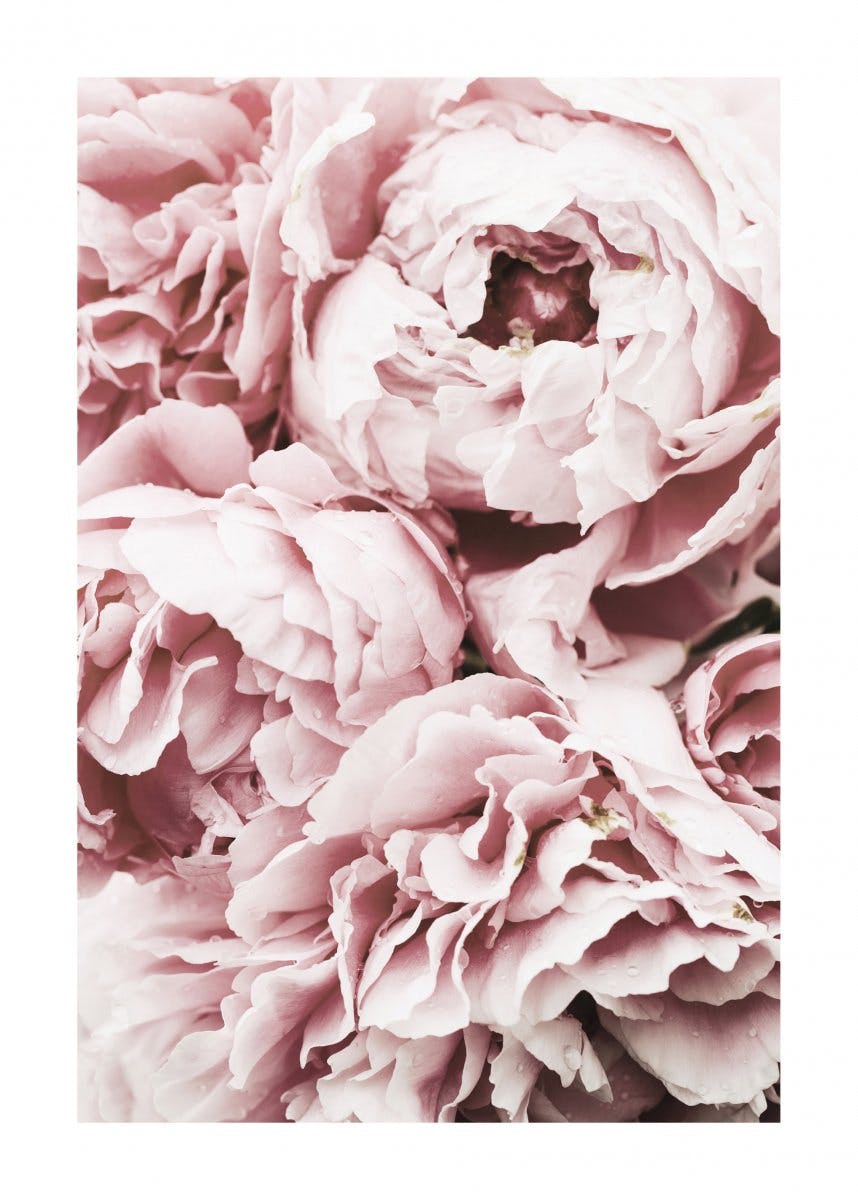 Poster bujori roz 0