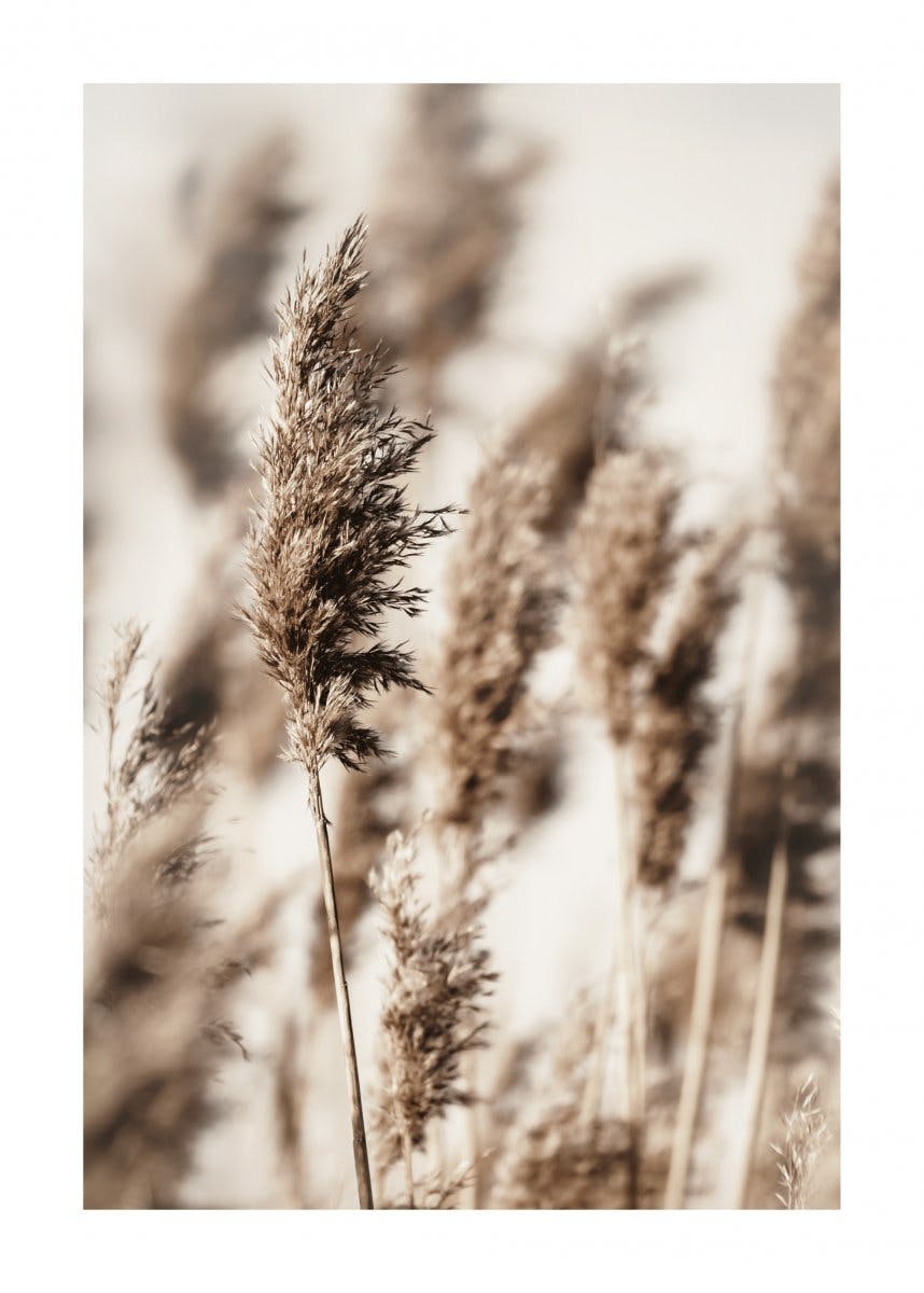 Reed Grass Plakat 0