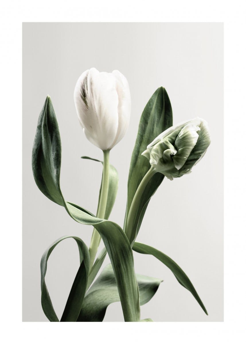 Tulips Plakat 0