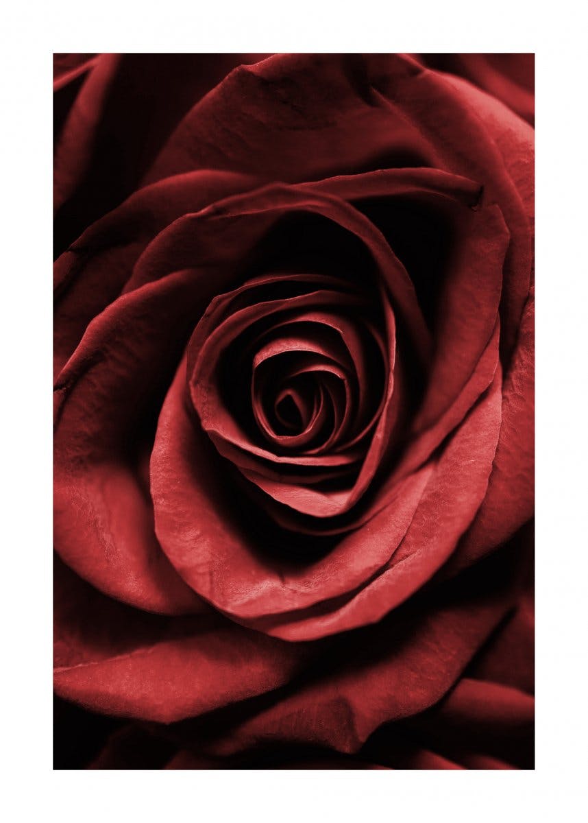 Plakat Czerwona róża 0