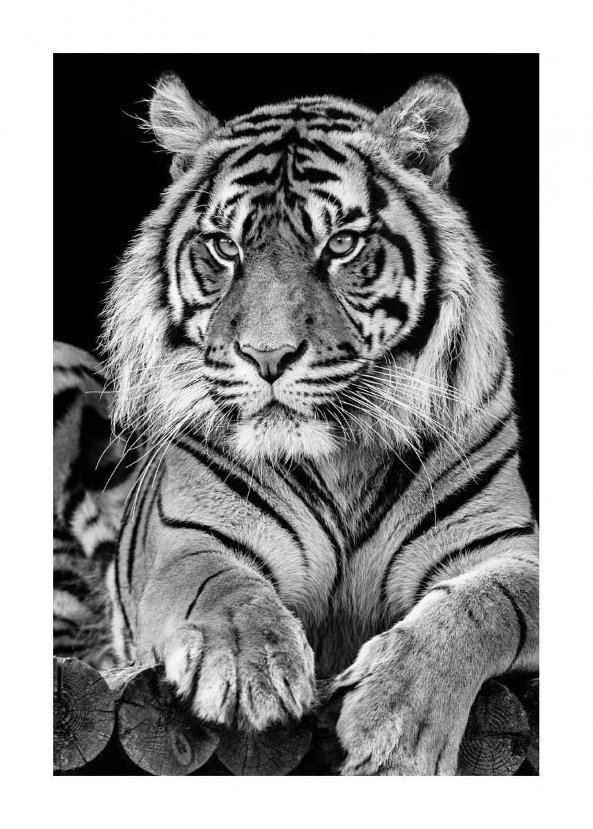 Poster portretul tigrului 0