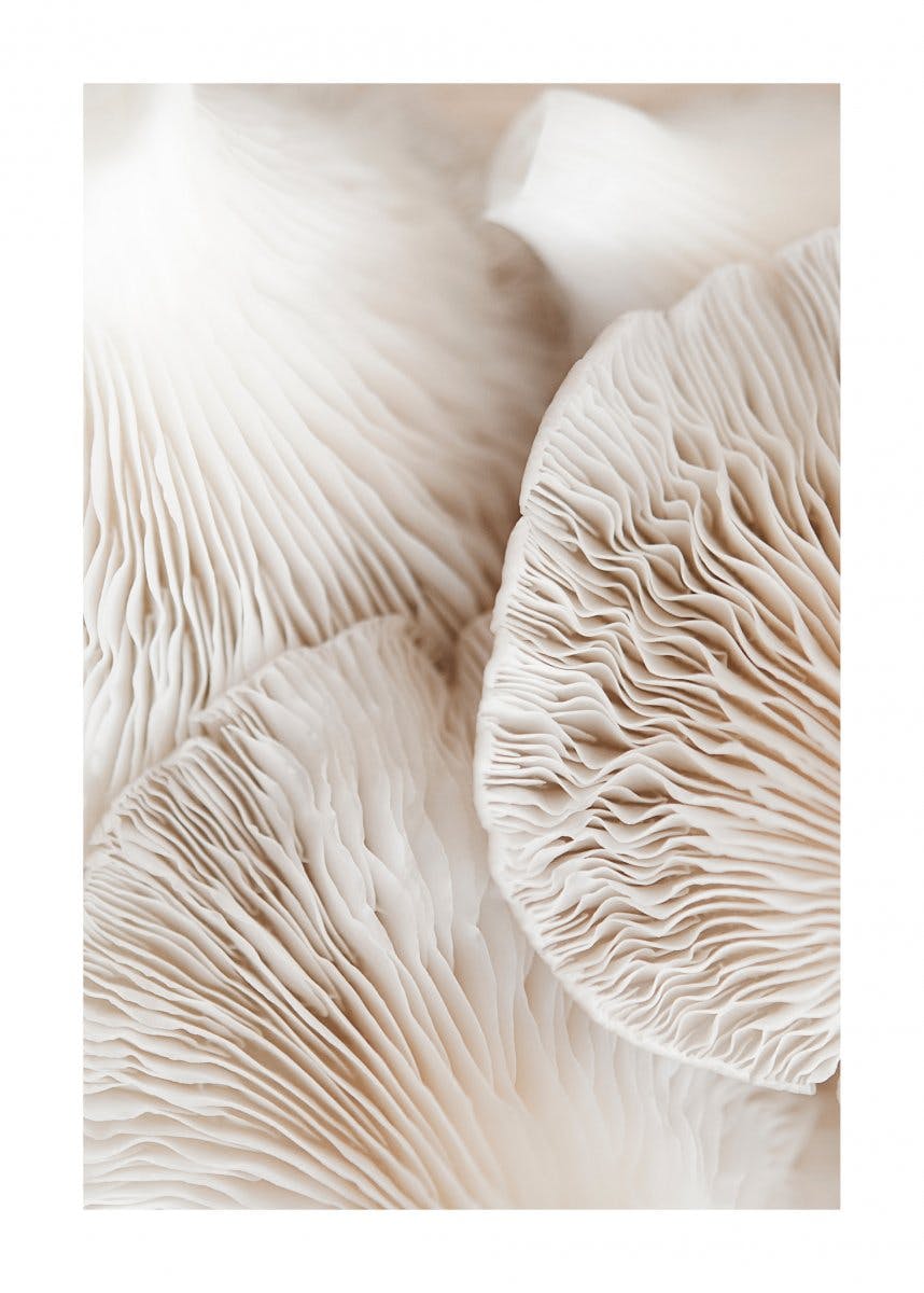Mushroom Dream Juliste 0
