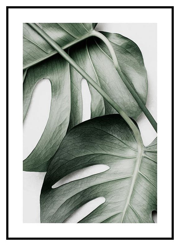 Plakat Zielona Monstera (21x30 cm) - Poster Store