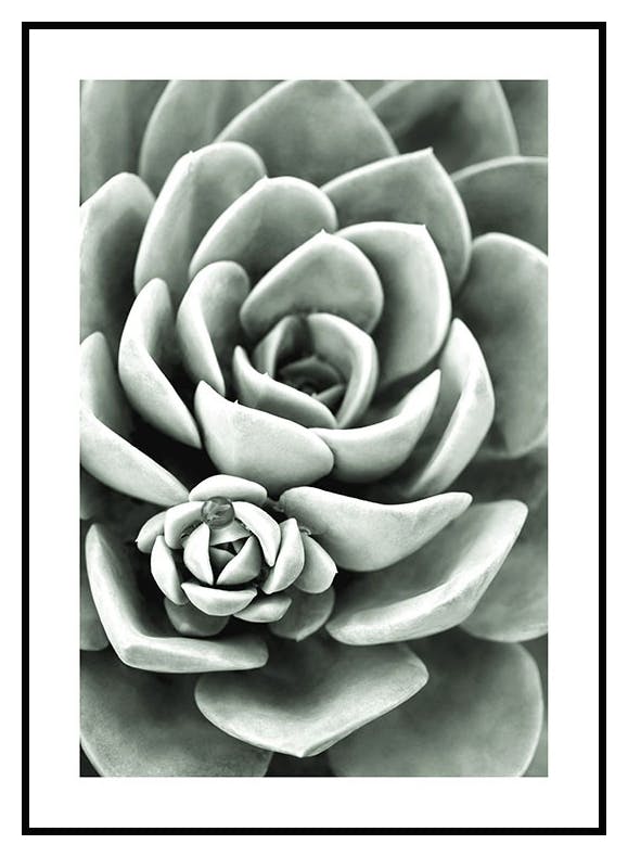Plakat Zielony kaktus (50x70 cm) - Poster Store