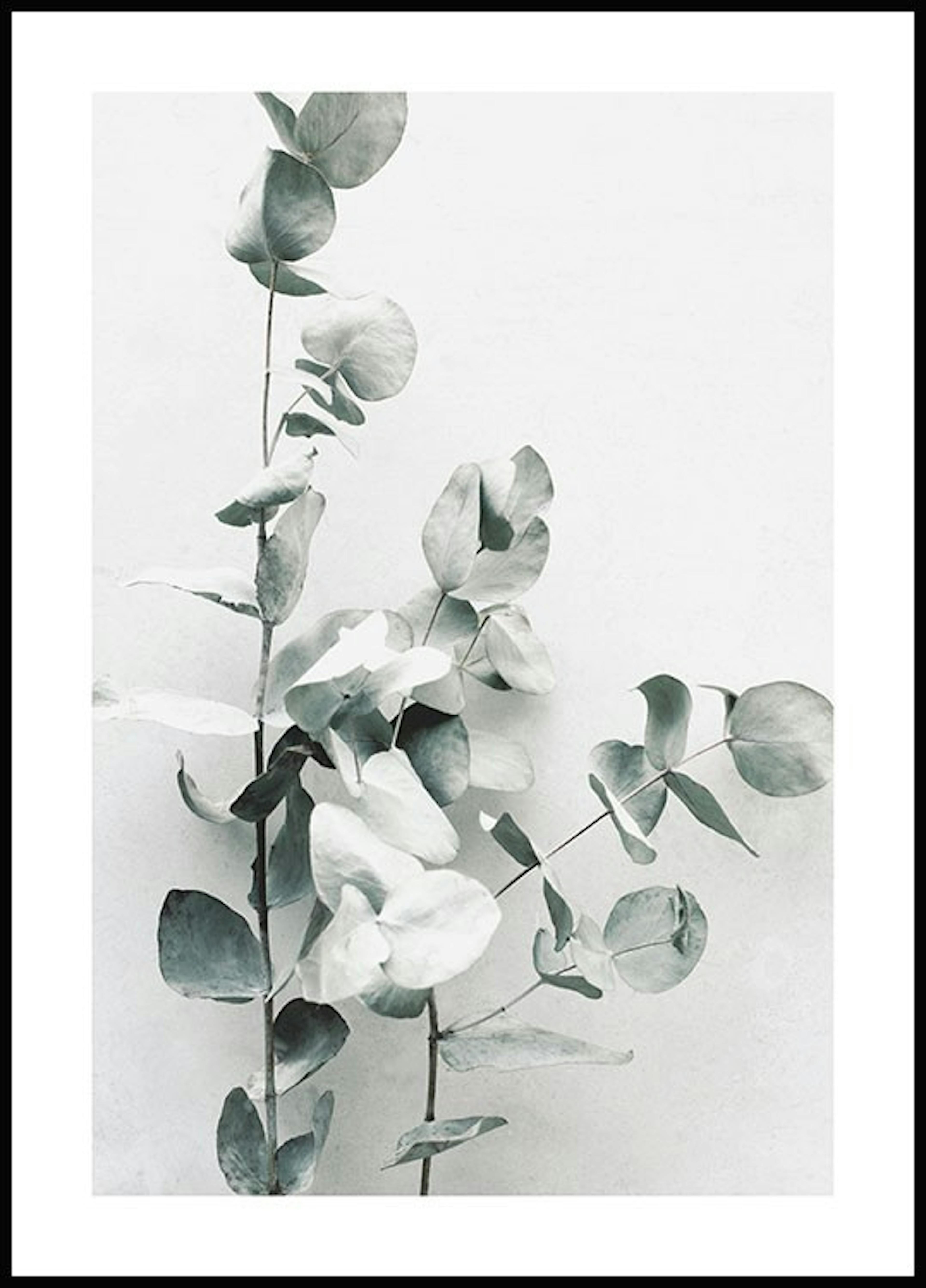 Eukalyptus Zweig Poster 0