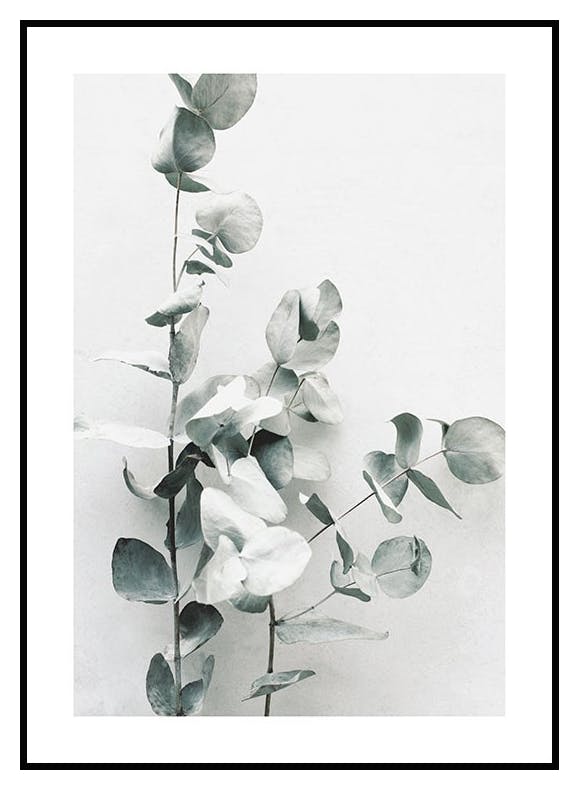Plakat Gałązka eukaliptusa (21x30 cm) - Poster Store