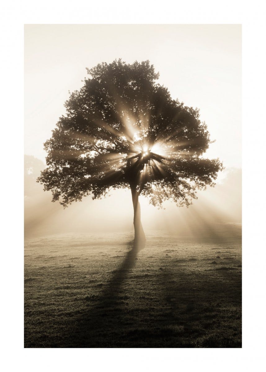 Baum und Sonnenaufgang Poster 0