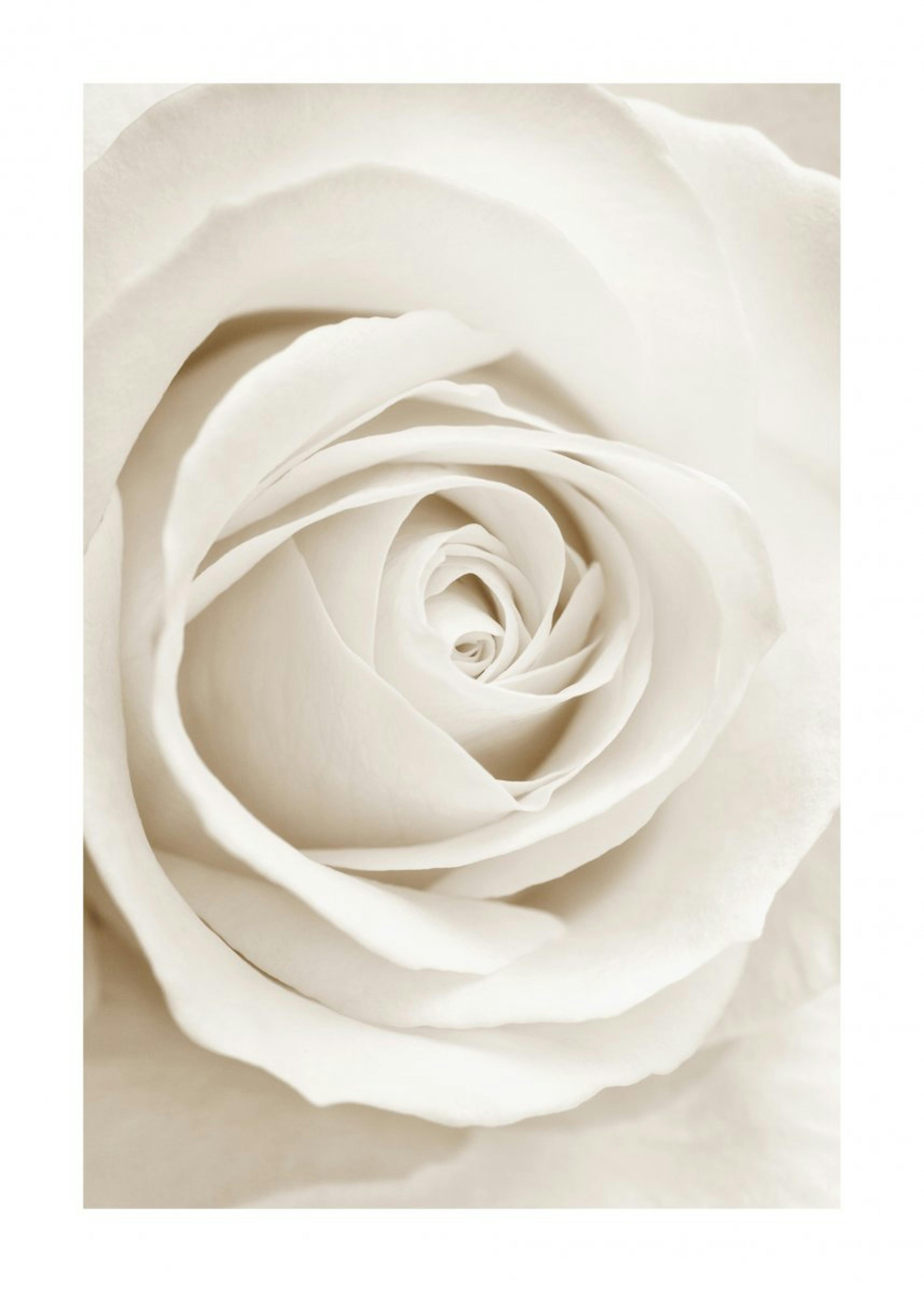 Beige Rose Poster 0