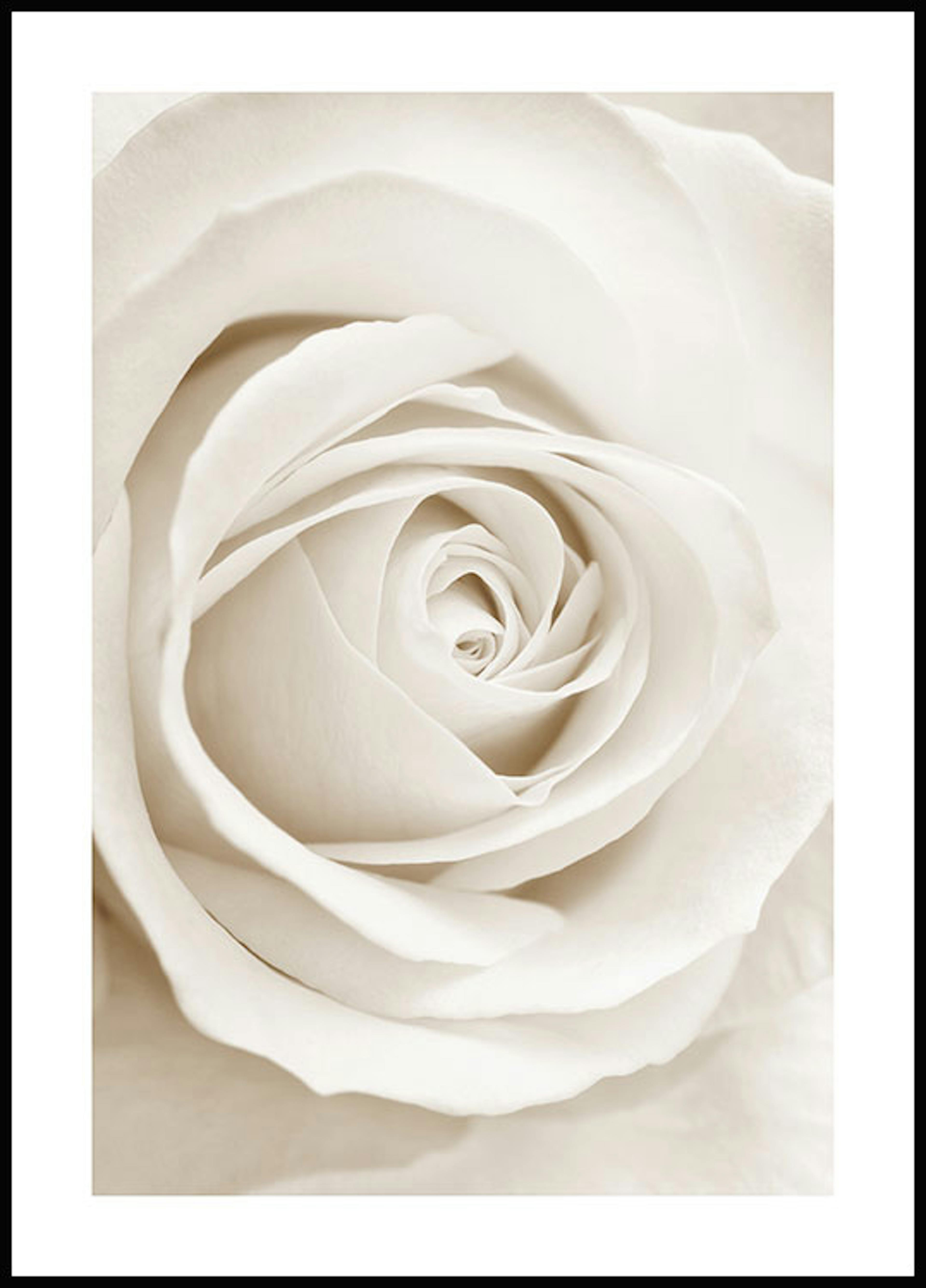 Beige Rose Poster 0