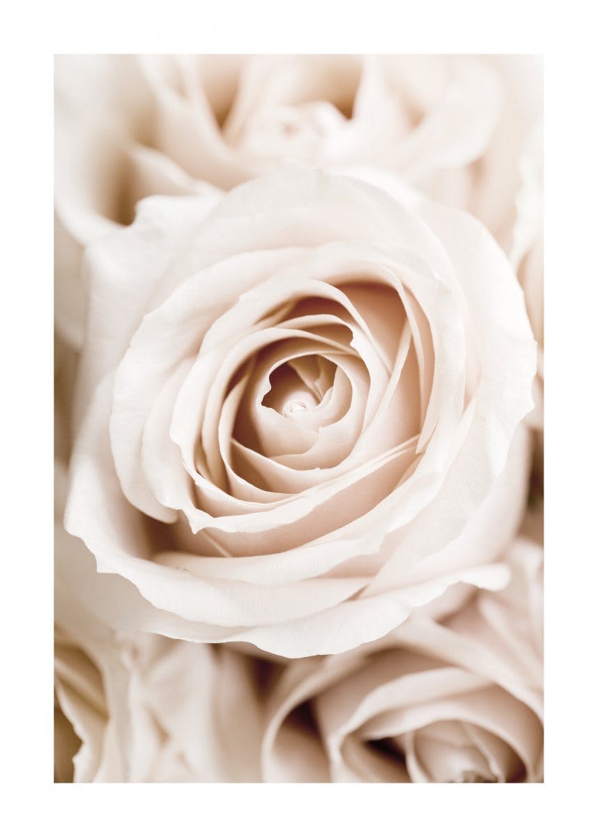 Plakat Brzoskwiniowa róża 0