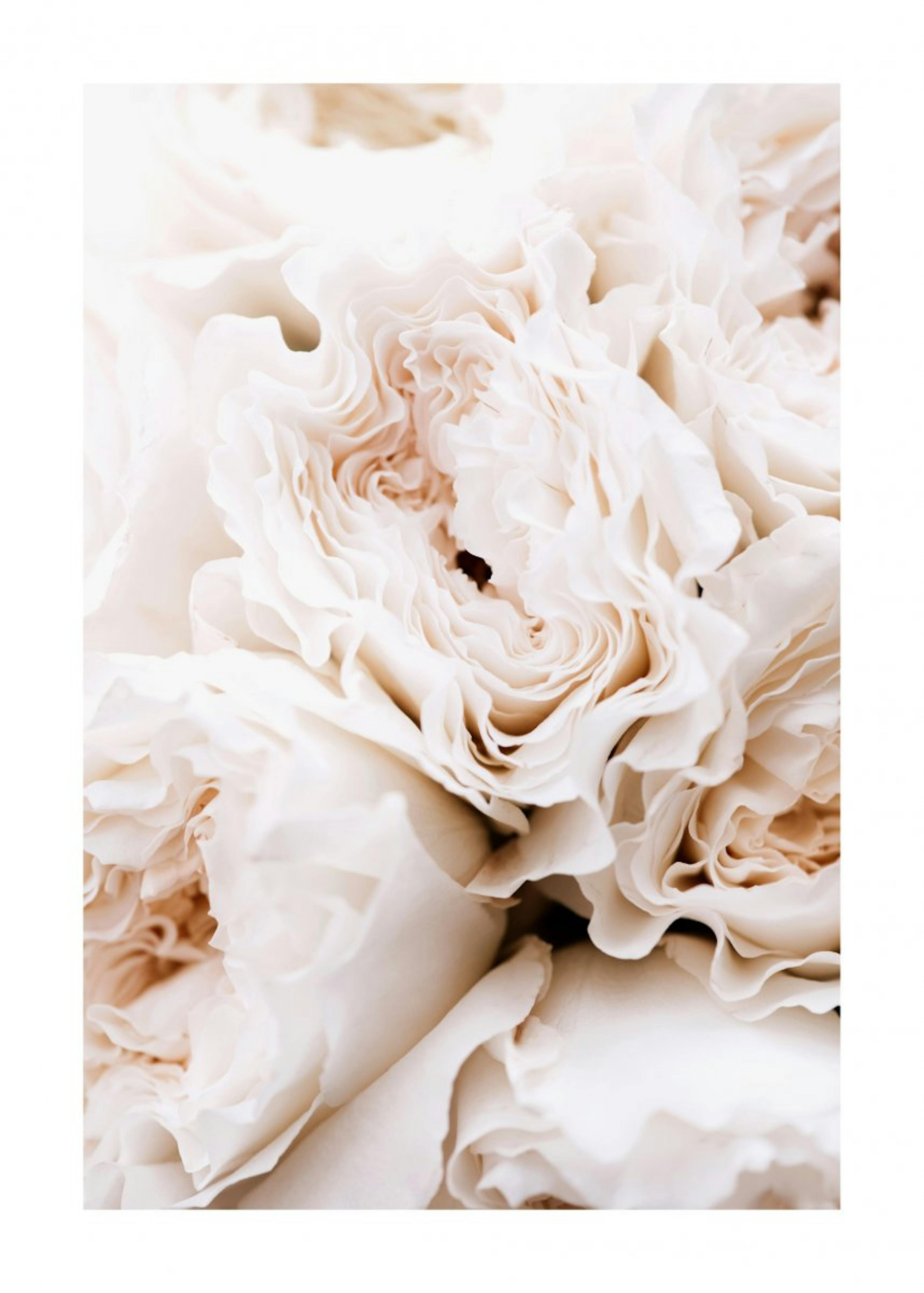 Blossoming Roses Poster 0
