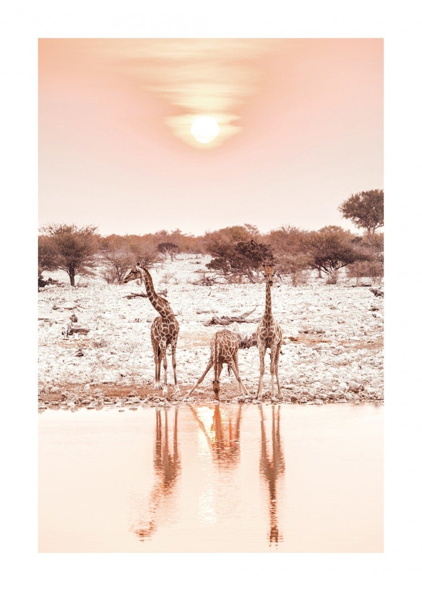 Girafes au soleil couchant Poster  0