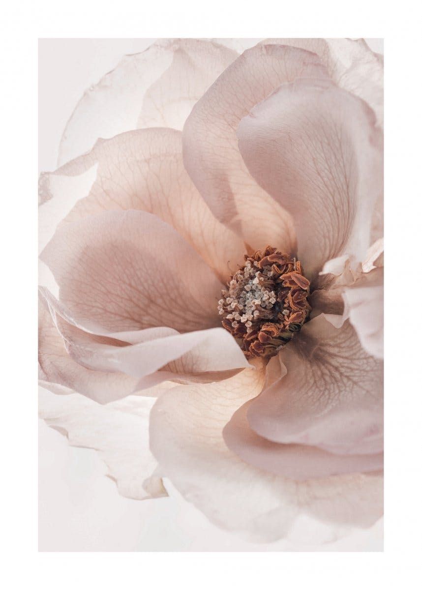 Blühende Rose Poster 0
