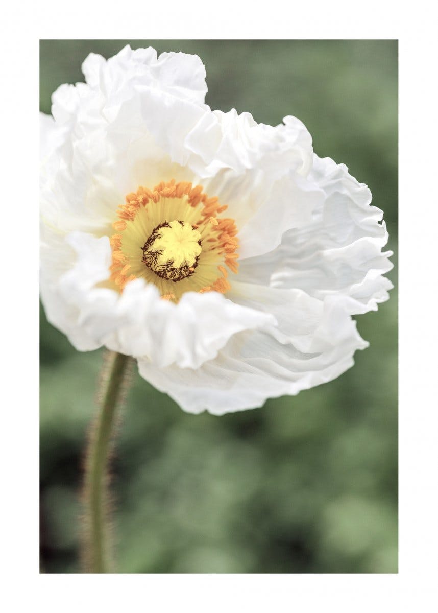 White Poppy Flower Poster 0