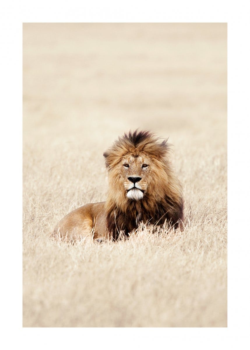 Roi des lions Poster 0