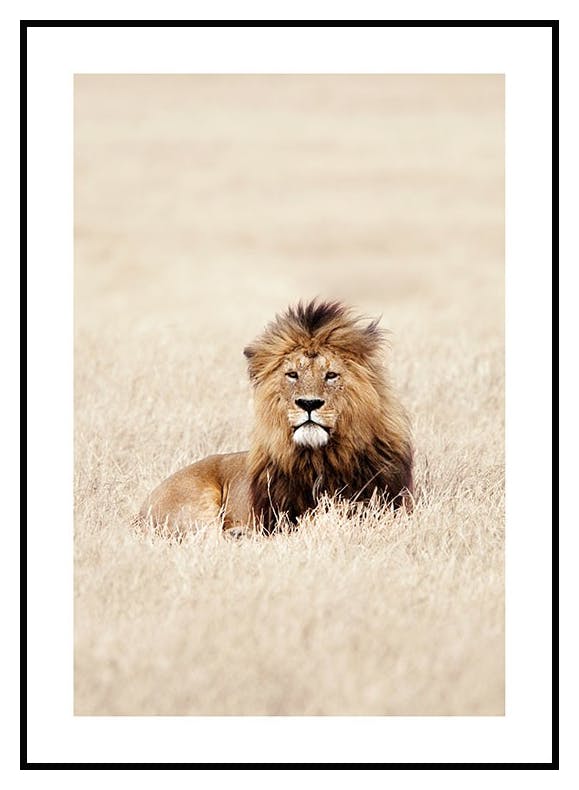 King of Lions Juliste (30x40 cm) - Poster Store