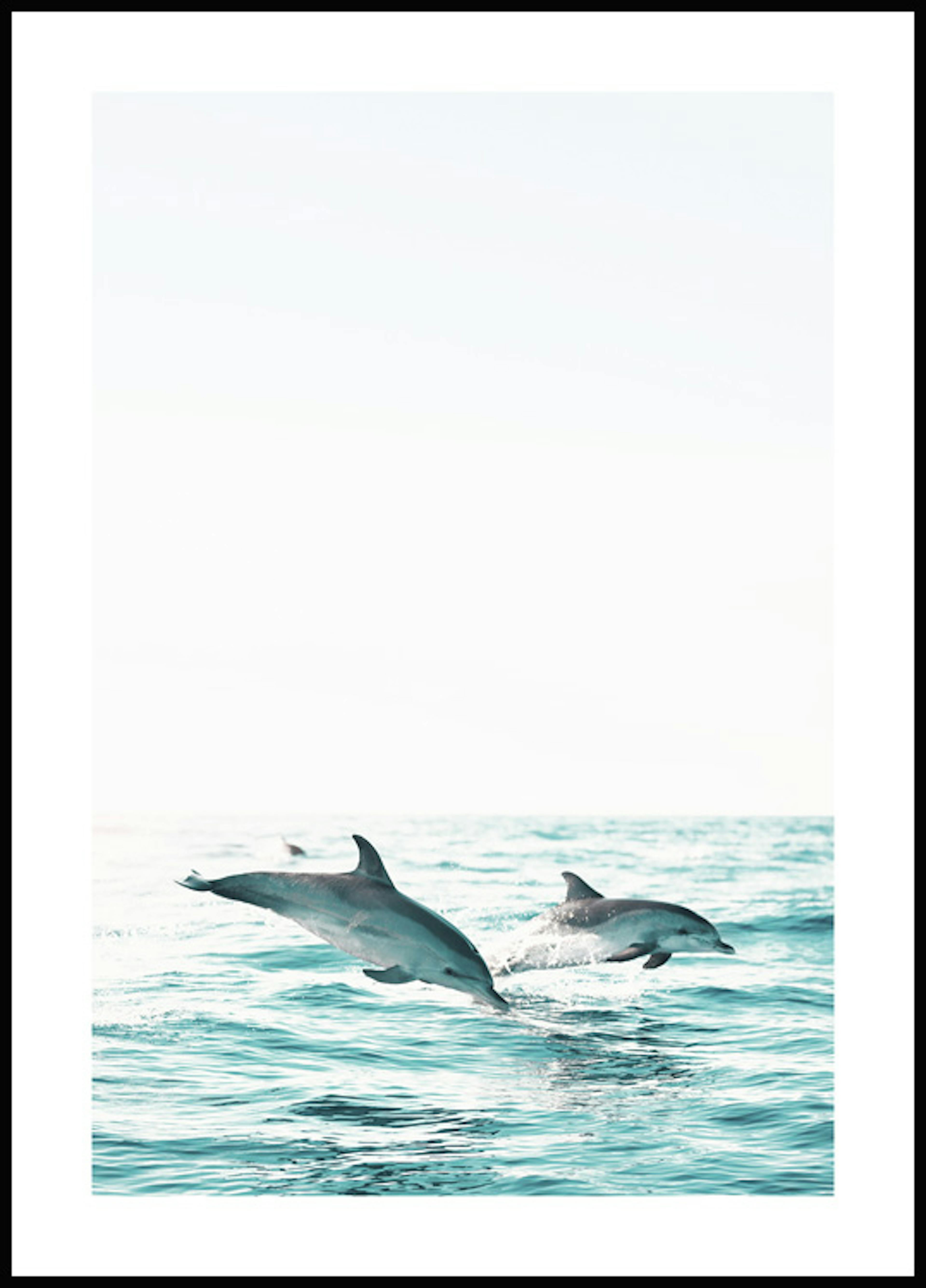 Two Dolphins Poster 0