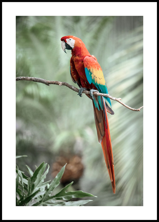 Tierbilder Lustige Poster Papagei -