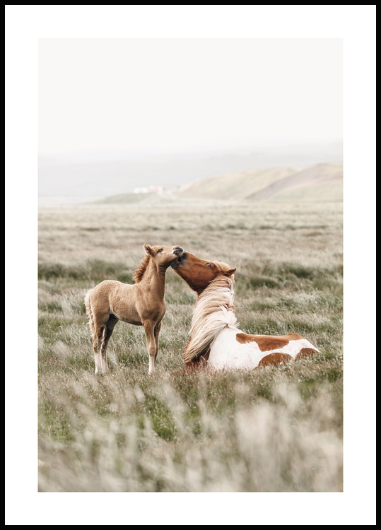 Dalset span Pessimistisch Paarden op veld Poster - Posters met dieren
