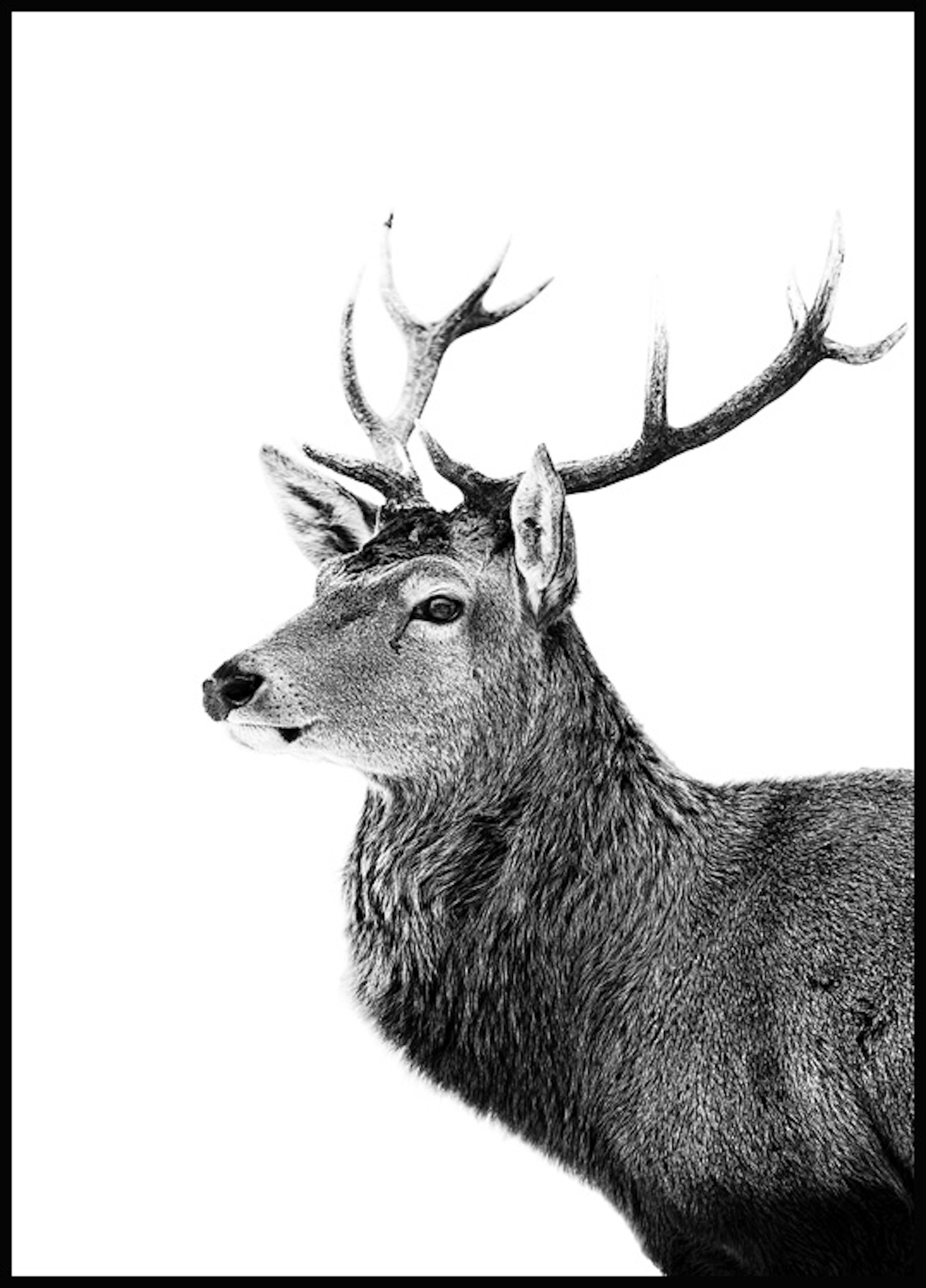 Černobílý jelen Plakát 0