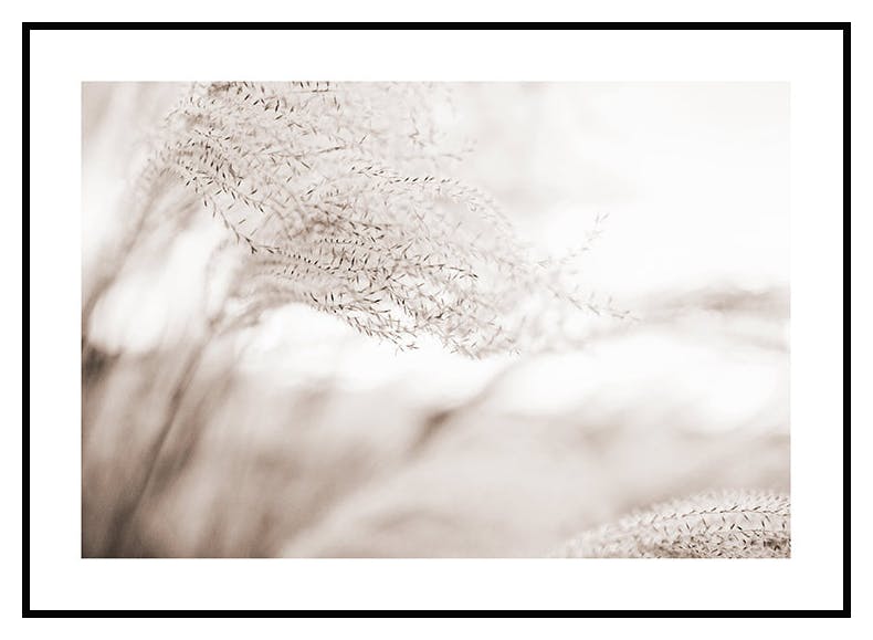 Siv i Vinden Plakat (50x70 cm) - Poster Store
