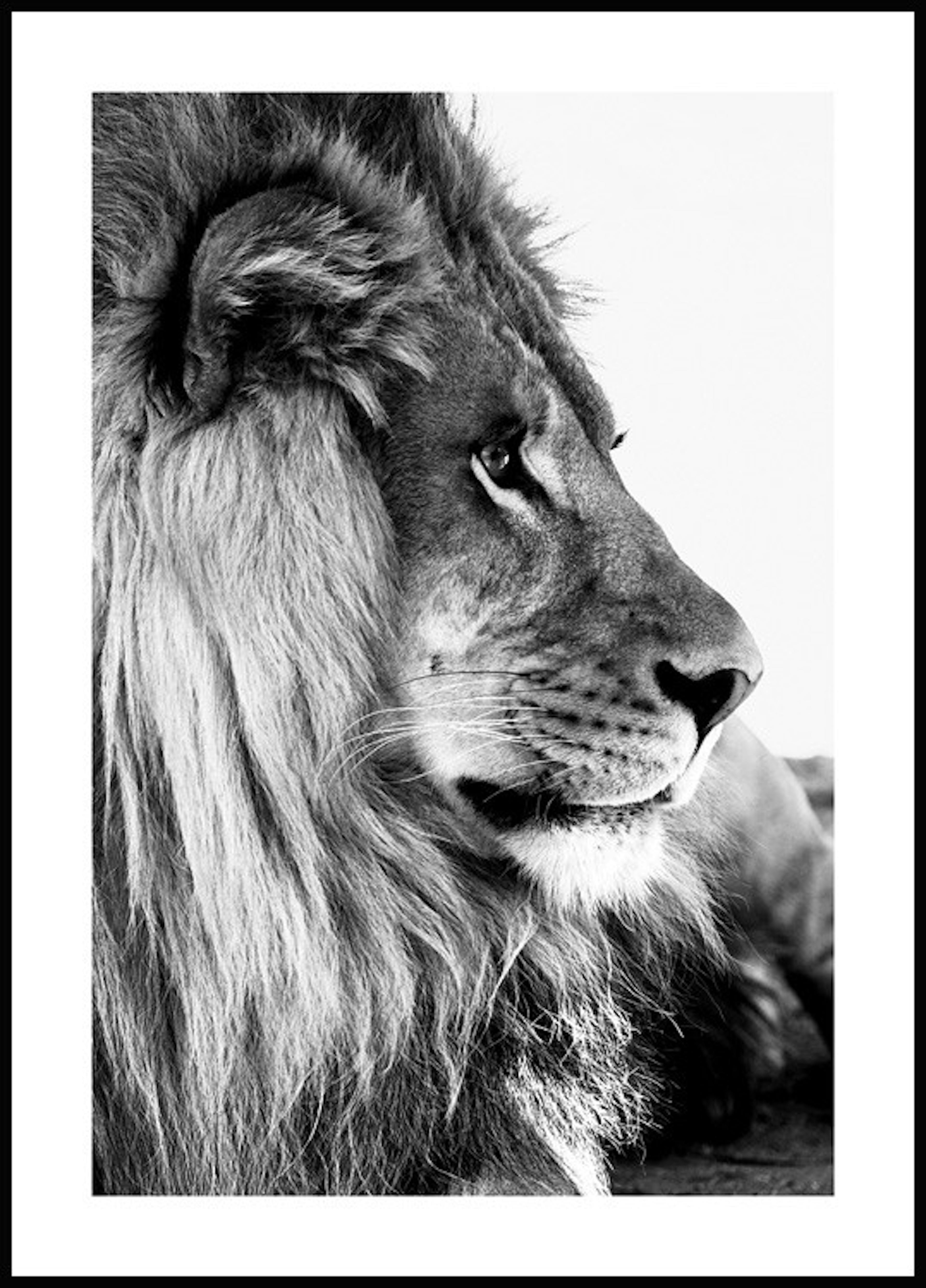 ライオンの横顔 ポスター 0