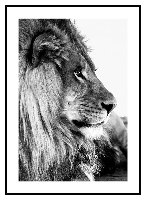 Löwe von der Seite Poster (30x40 cm) - Poster Store