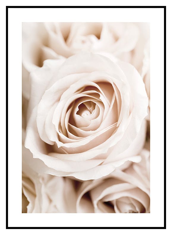 Peach Roses Poster (21x30 cm) - Poster Store