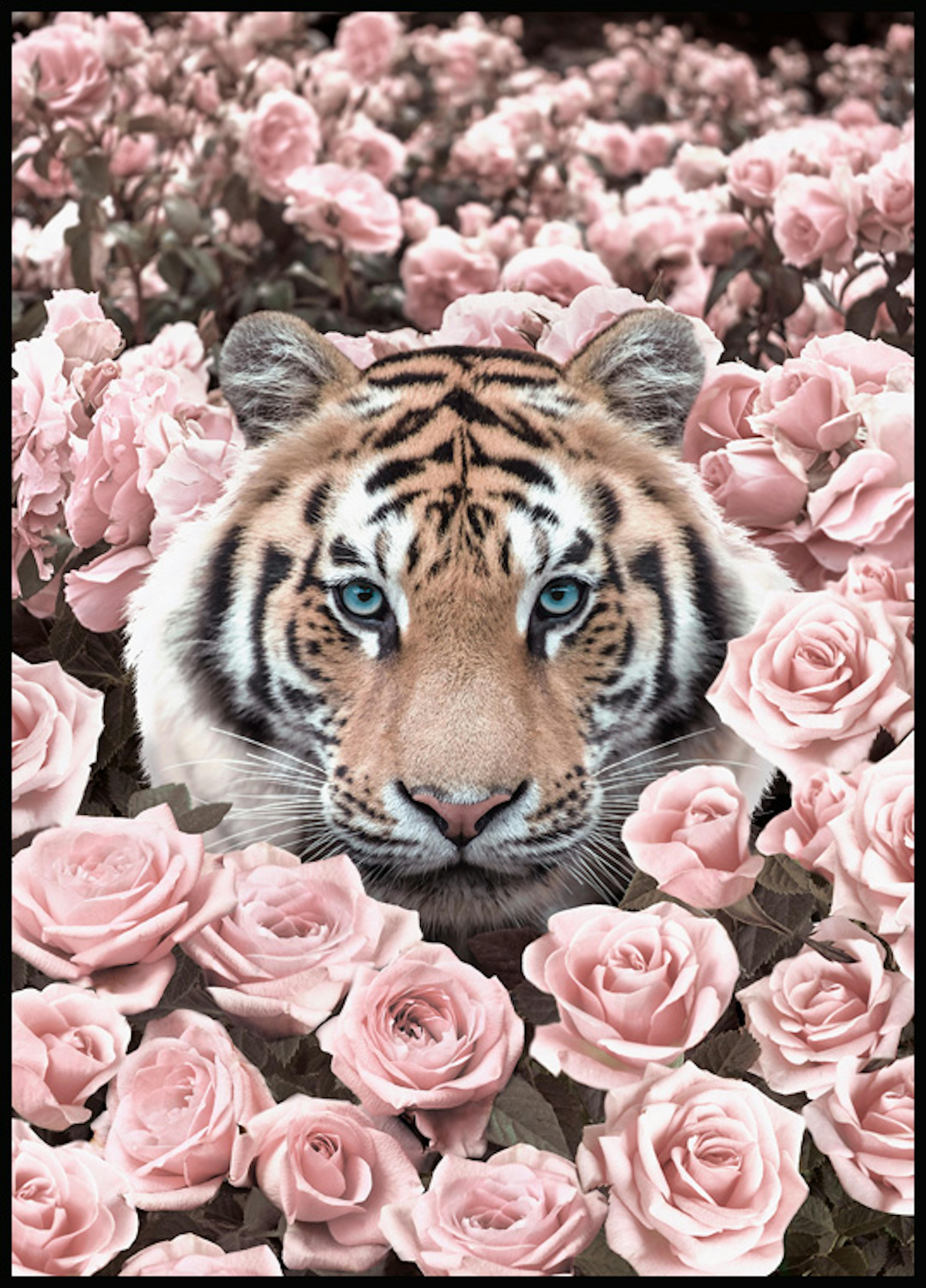 Rosa rosada Tigre Póster 0