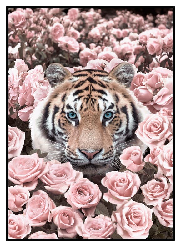 Prints Pink Rose Tiger Poster (50x70 cm) - Poster Store