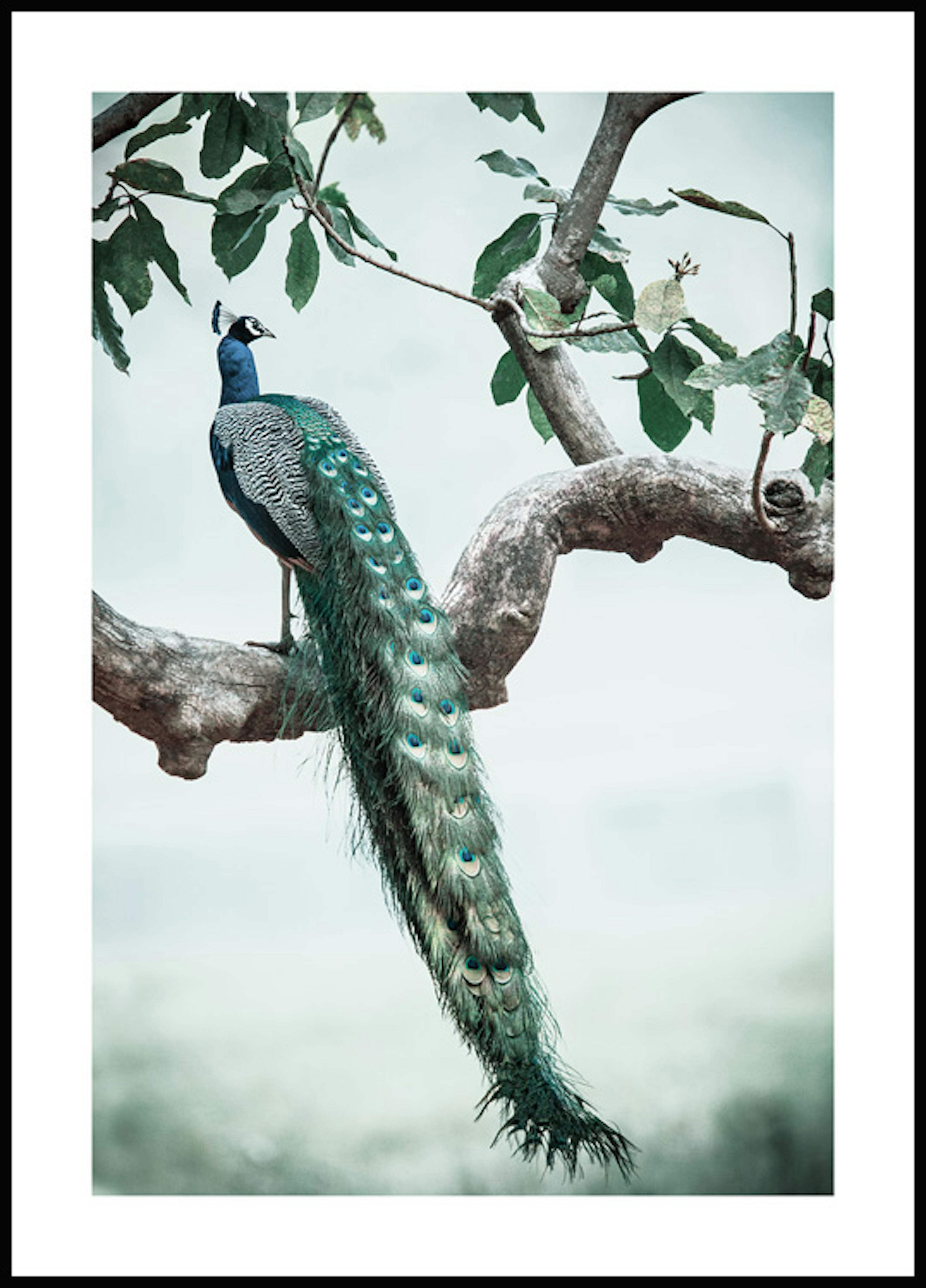 Peacock Tree Branch Poster 0