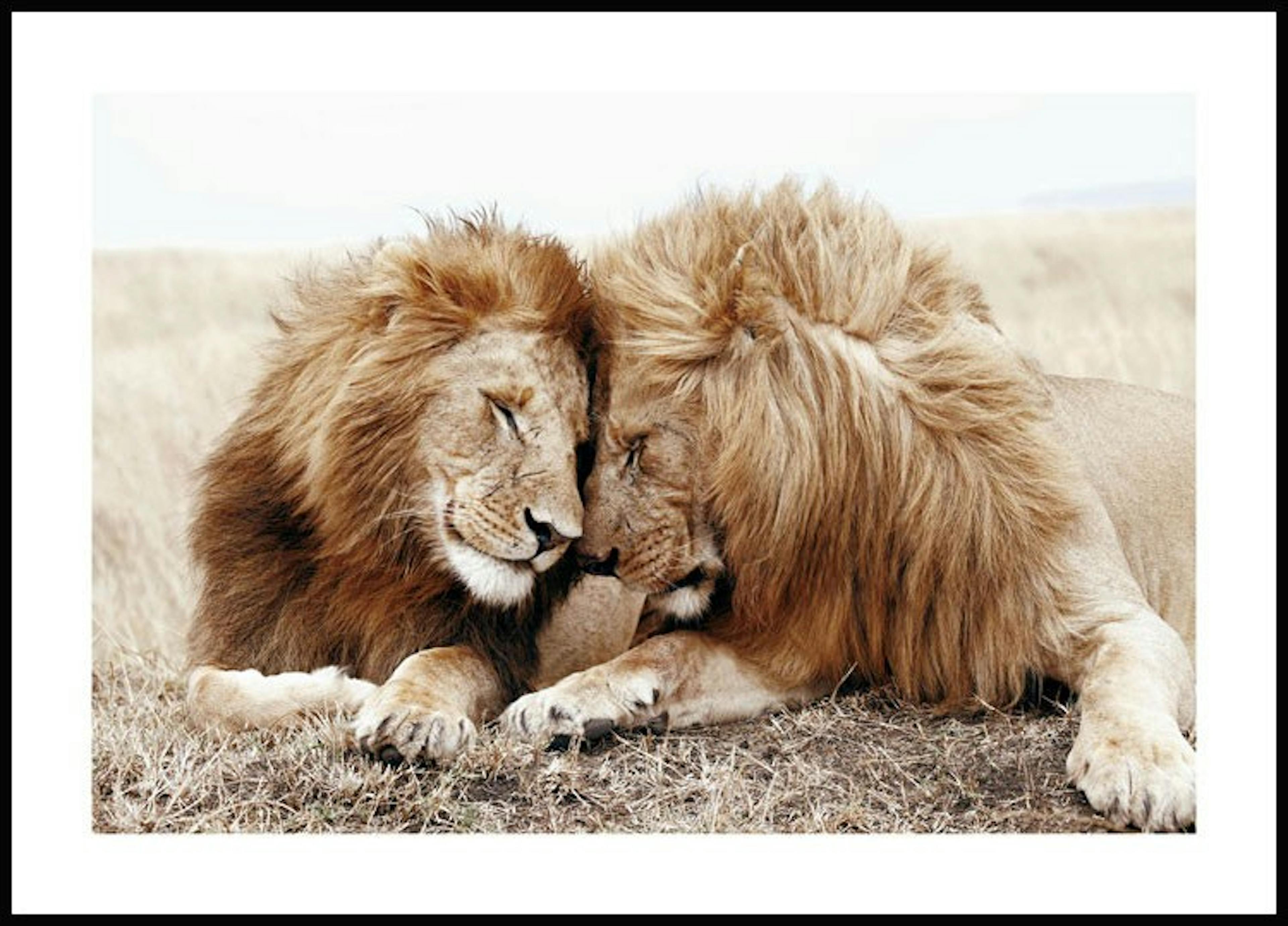 ライオンの兄弟 ポスター 0