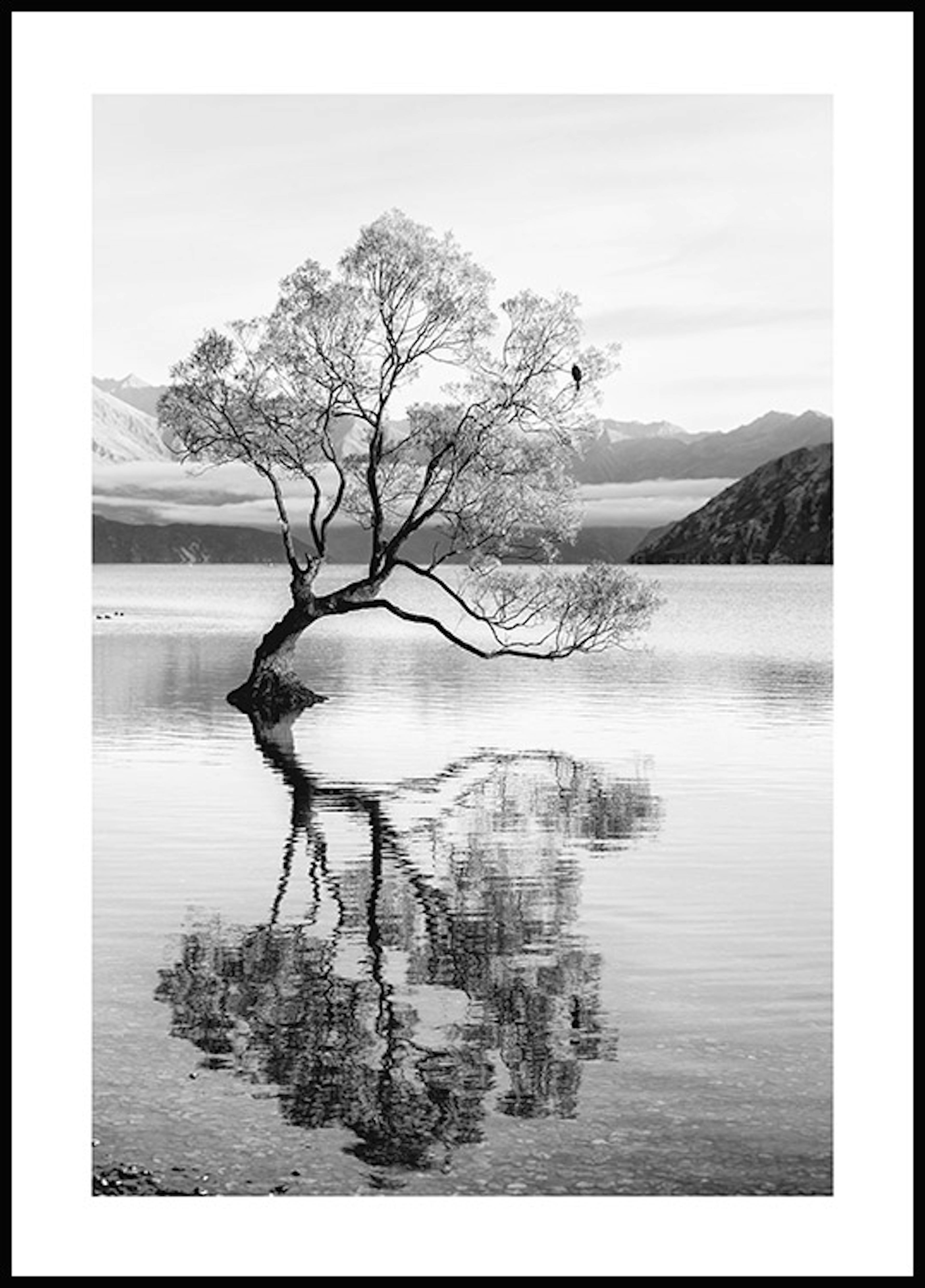 Poster reflexia copacului 0