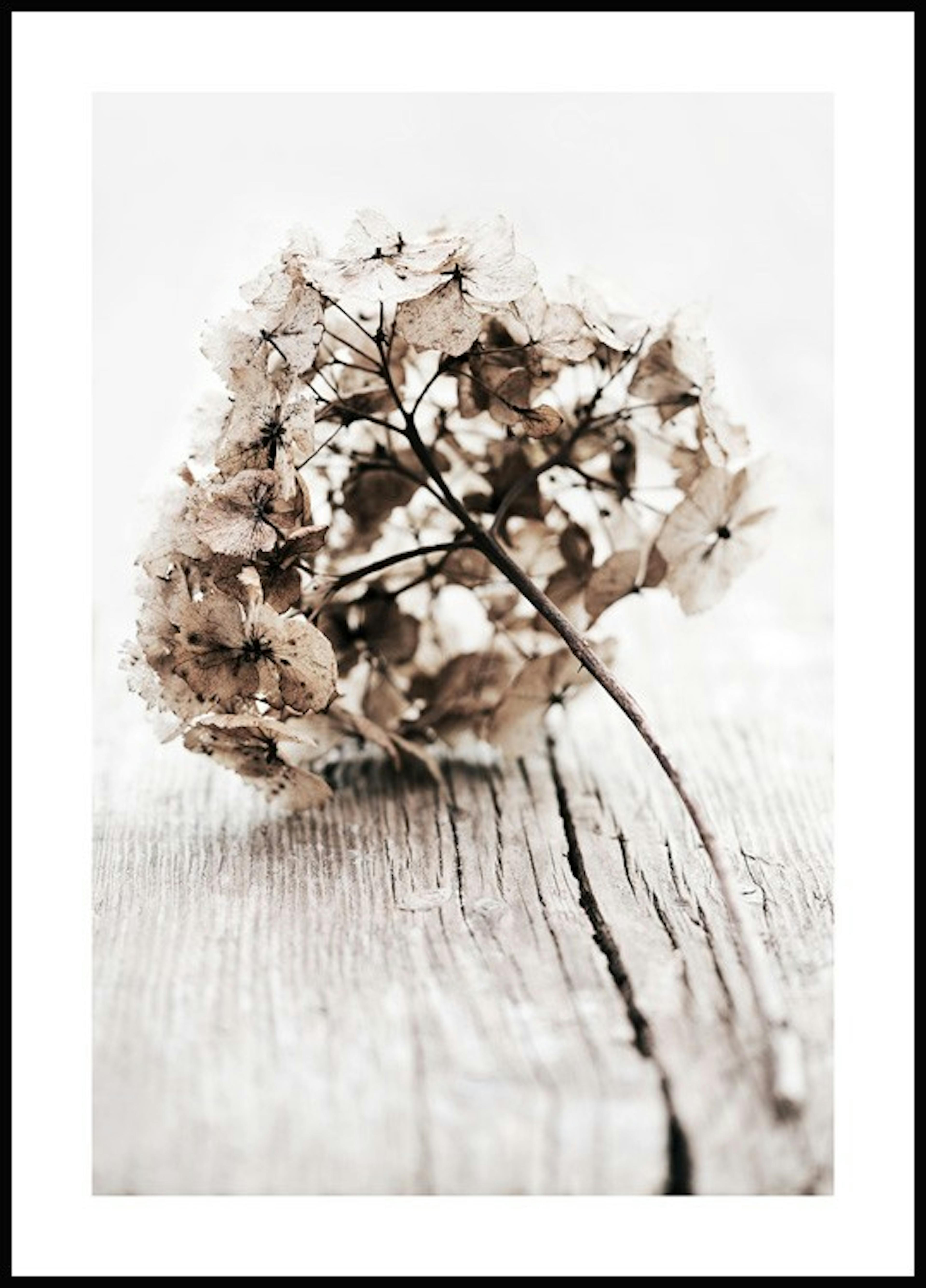 Dried Hydrangea Flower Poster 0