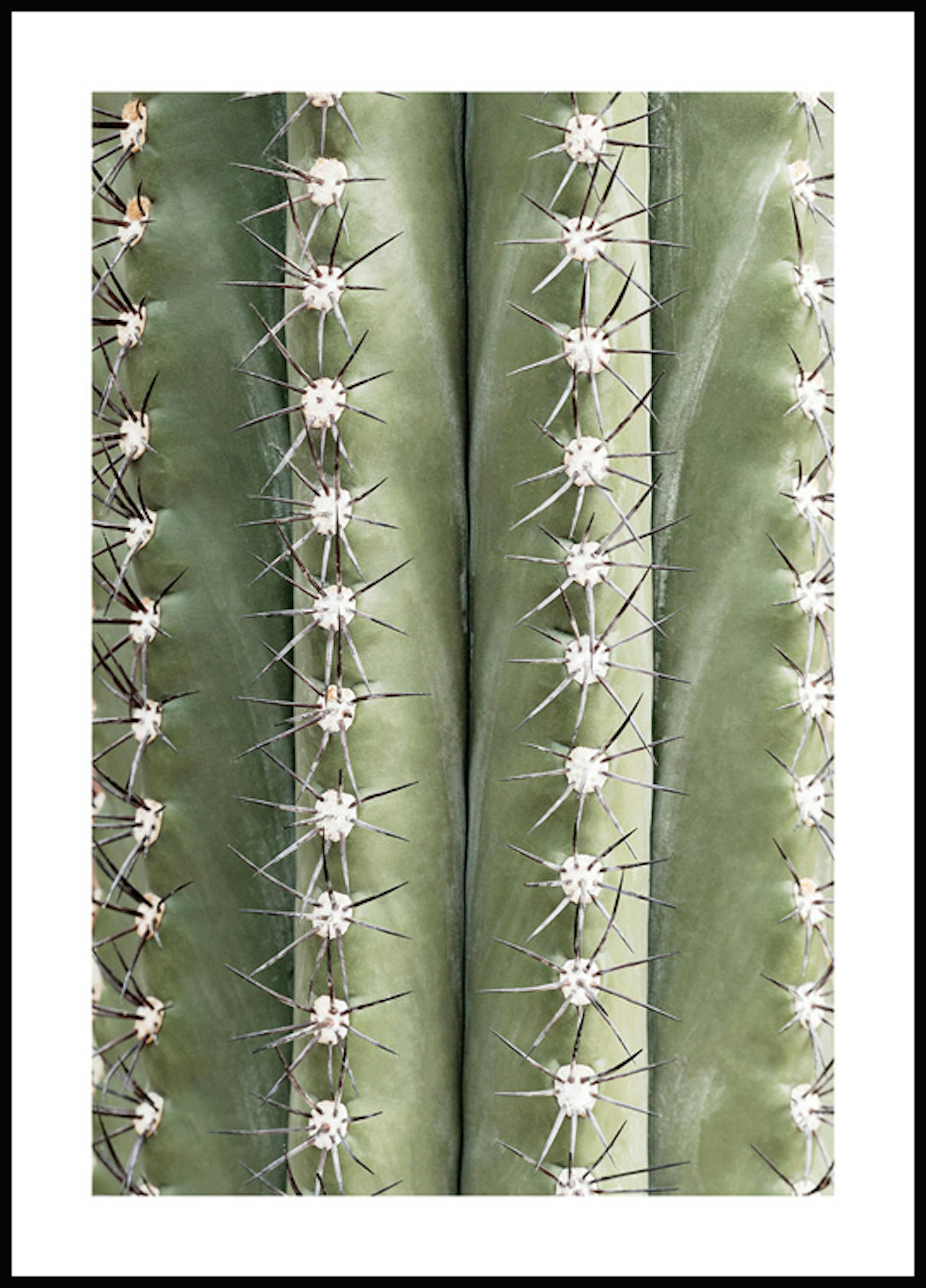 Cactus Spines Poster 0
