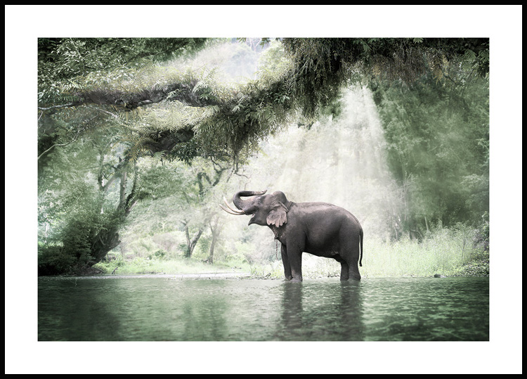 Elefant im Dschungel Schöne Tierbilder - Poster