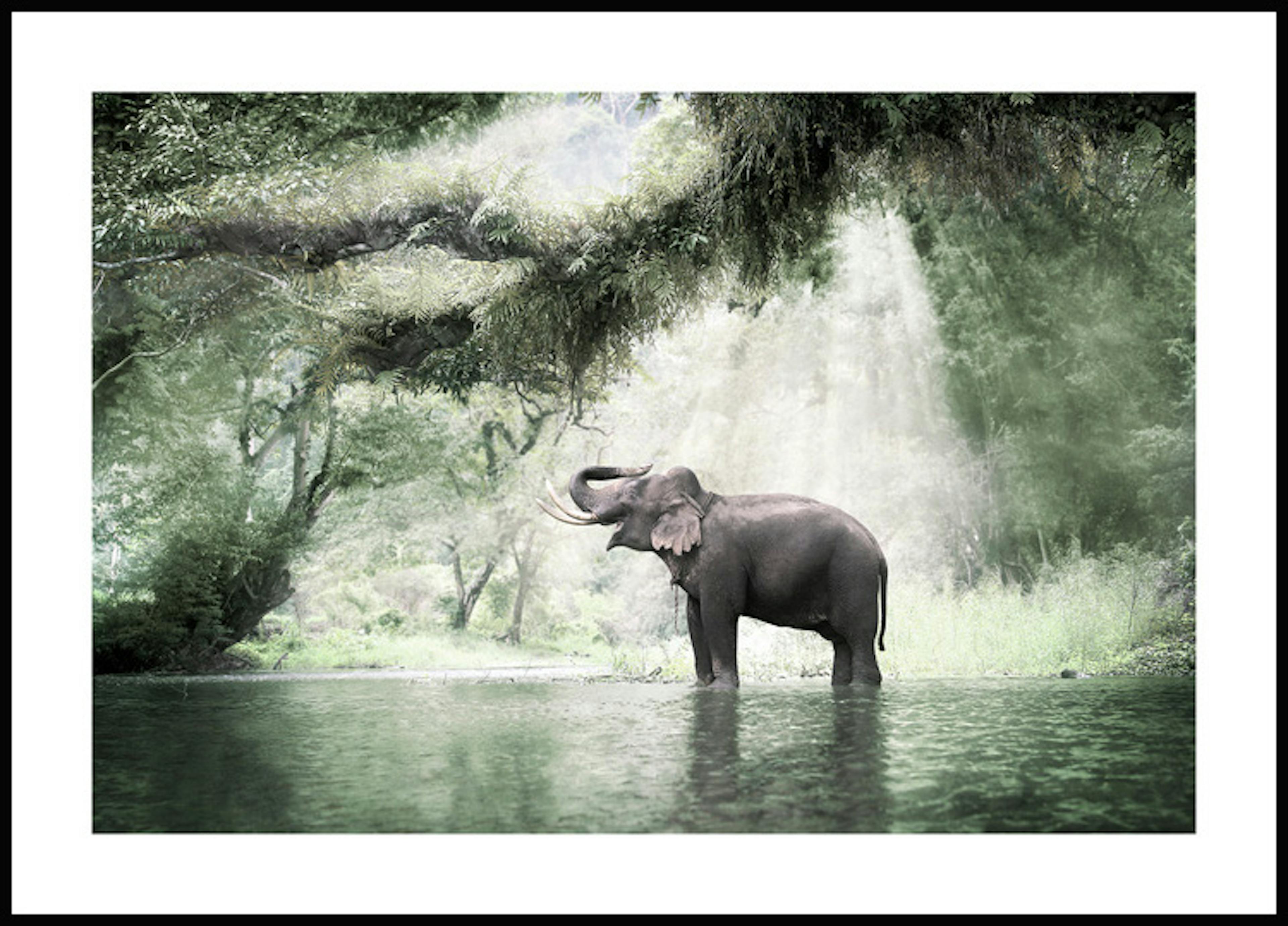 Elephant in the Jungle Poster 0