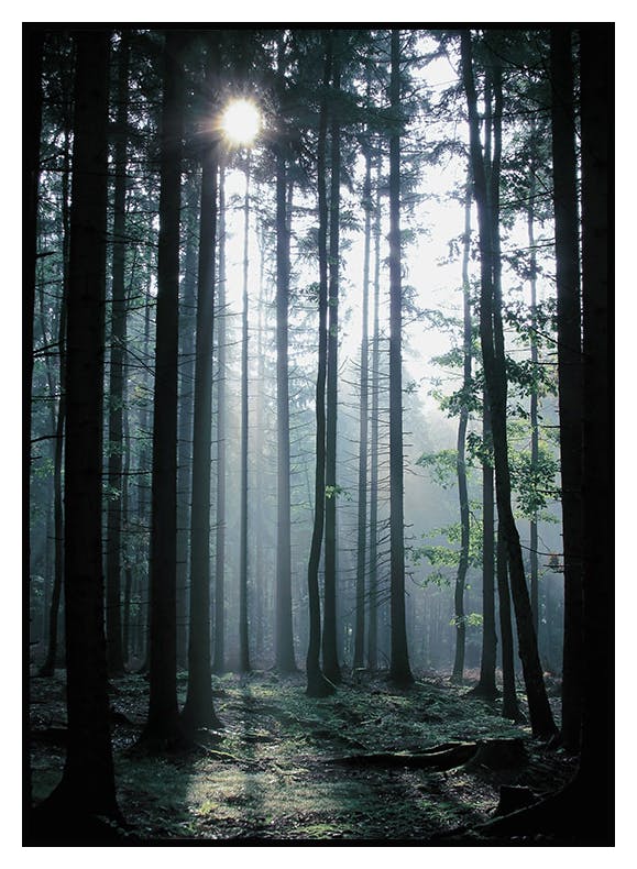 Plakat Poranek W Lesie (21x30 cm) - Poster Store