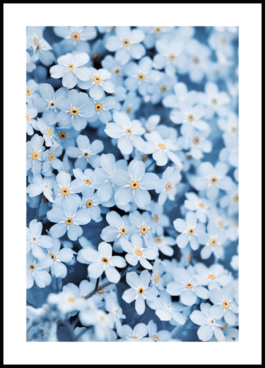 Plate-bande de Fleur Bleue Poster