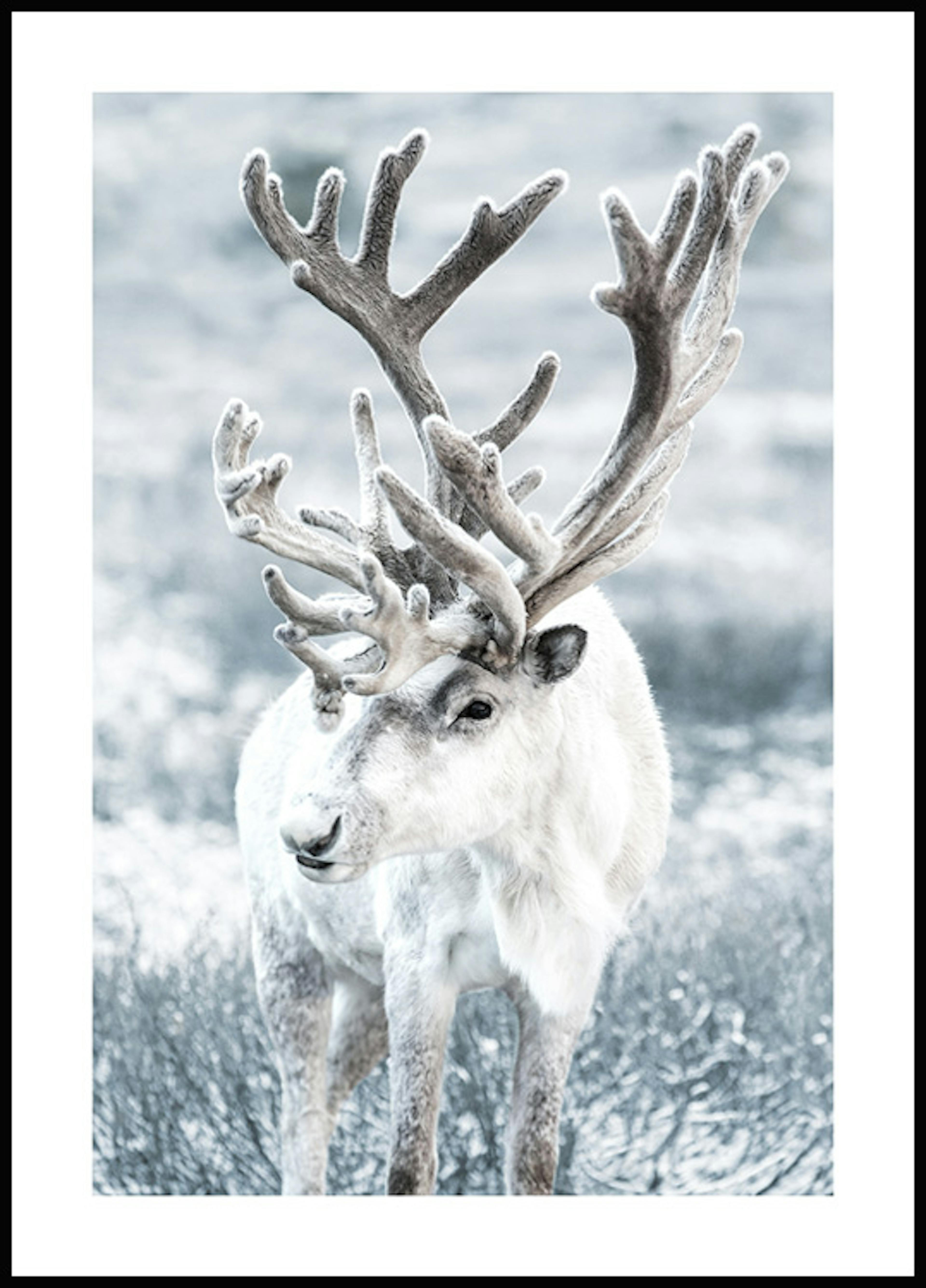 Vinter Reinsdyr Poster 0