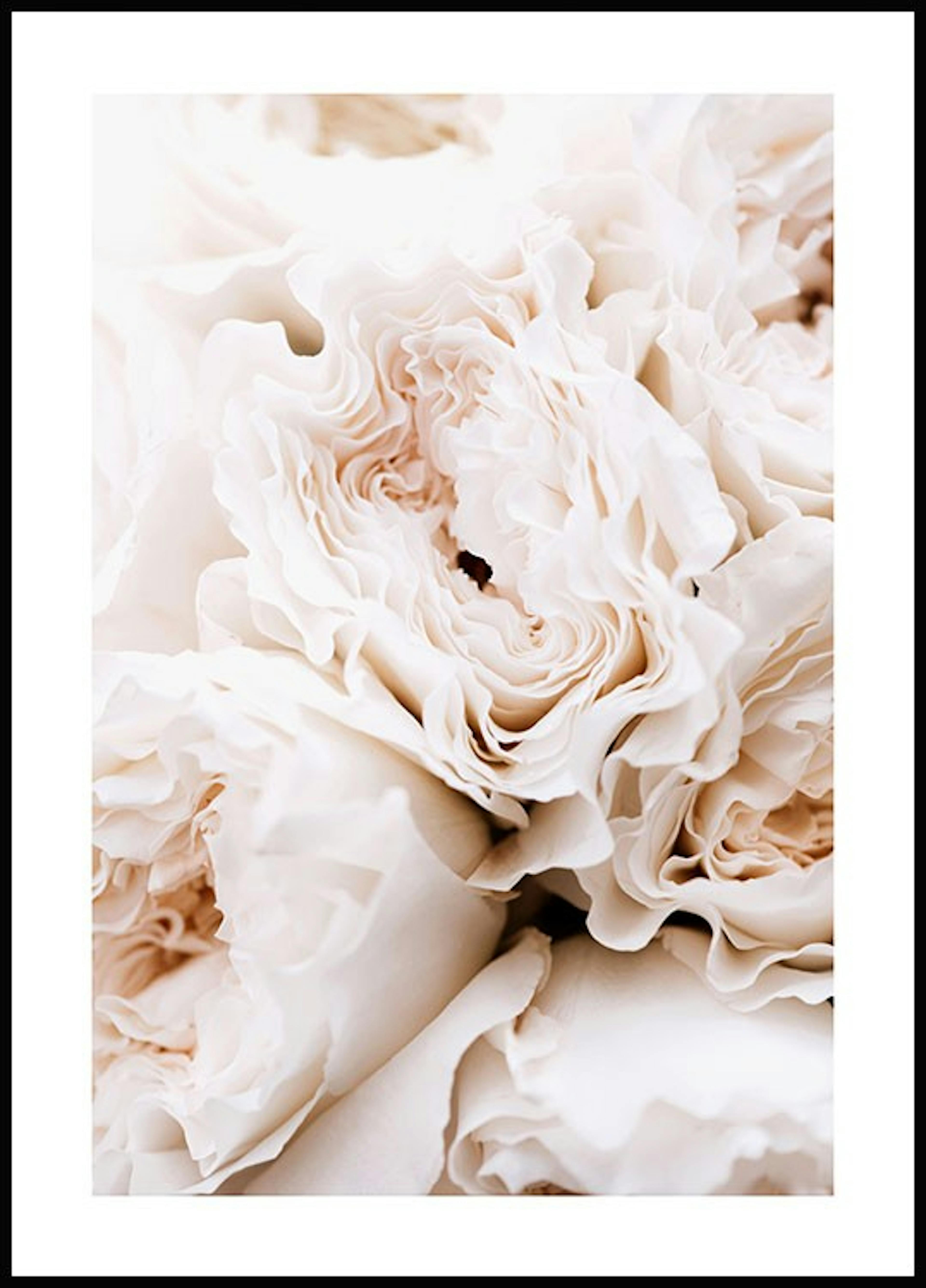 Blossoming Roses Poster 0