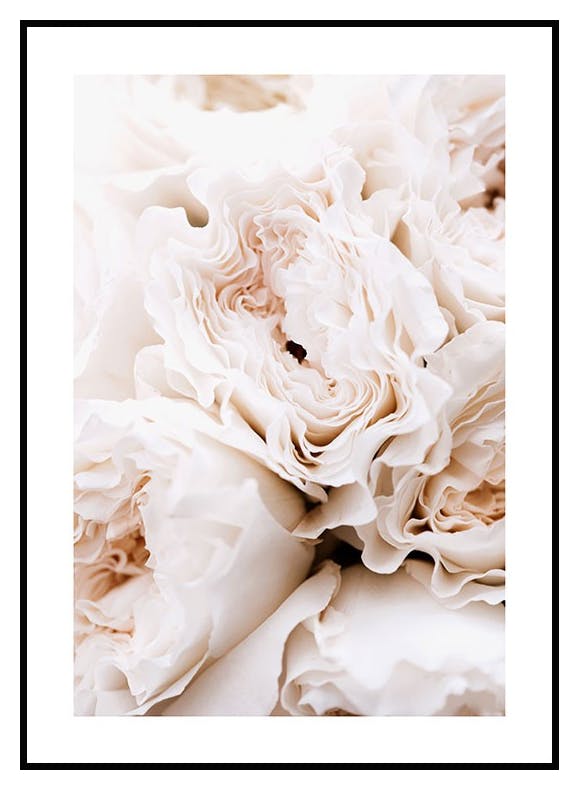 Prints Blossoming Roses Poster (50x70 cm) - Poster Store